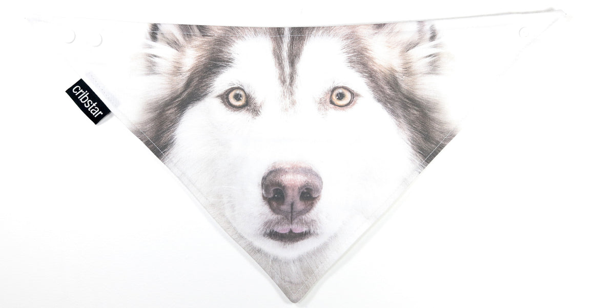 Husky Face Bib